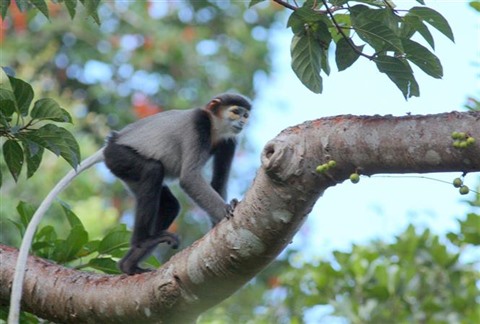 La Réserve de biosphère de Nui Chua obtient le certificat de l UNESCO